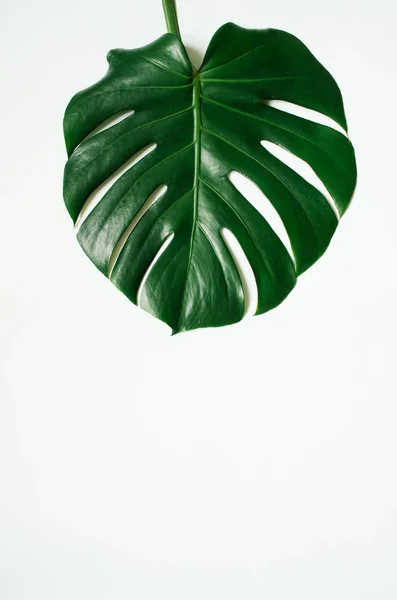 Groene Monstera Tropische Leaf Witte Achtergrond — Stockfoto