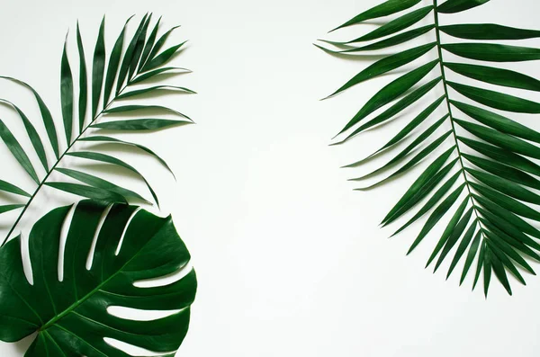 Green Flat Lay Tropical Ramos Folha Palma Sobre Fundo Branco — Fotografia de Stock