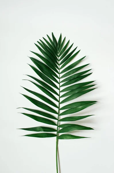 Зелений Тропічний Лист Білому Тлі — стокове фото