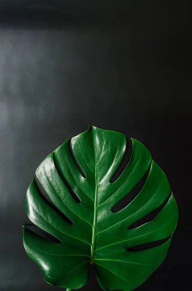 Düz Siyah Arka Plan Üzerine Tropikal Yaprak Yeşil Monstera Yatıyordu — Stok fotoğraf