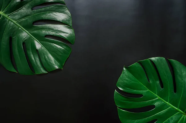 绿色龟背竹热带叶子边界框架在黑色背景平放置 文本空间 — 图库照片