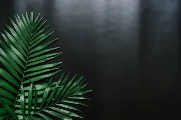 Grön Plan Låg Tropisk Palm Leaf Grenar Vit Bakgrund Utrymme — Stockfoto