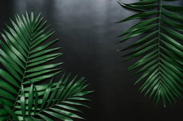 Düz yeşil tropikal palmiye yaprağı dal beyaz arka plan üzerinde yatıyordu. Metin, kopyalama, yazı için oda.