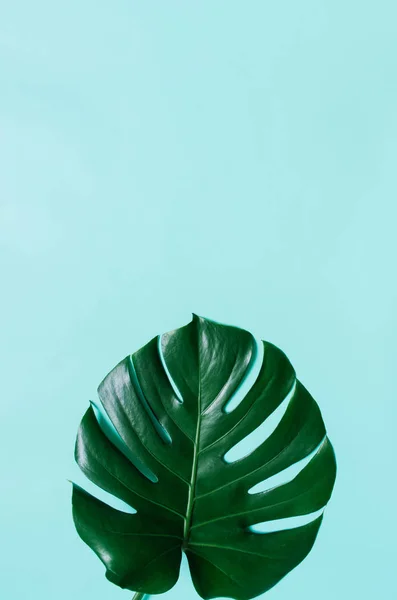 グリーン フラットは シアン青の背景に熱帯のモンステラの葉を置きます テキスト コピー レタリングのための部屋 — ストック写真