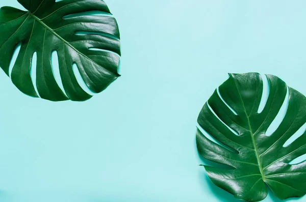两个绿色龟背竹热带叶子框架在浅青色蓝色背景 用于复制 字体的空白空间 — 图库照片