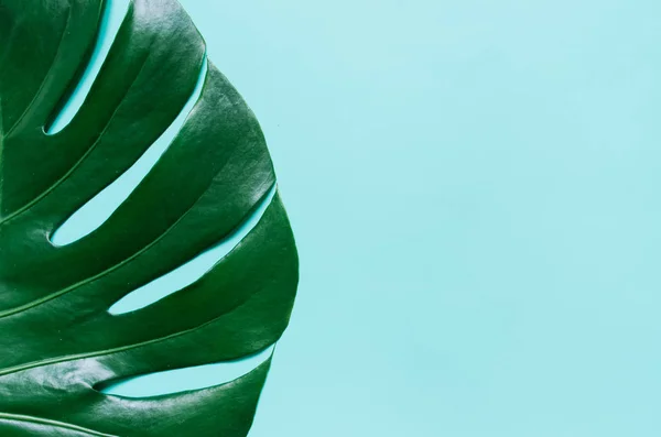 Grün Flach Lag Tropisches Palmenblatt Auf Cyanblauem Hintergrund Raum Für — Stockfoto