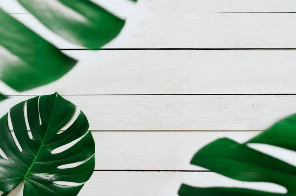 Due Foglie Tropicali Monstera Verde Telaio Sfondo Bianco Tavole Legno — Foto Stock