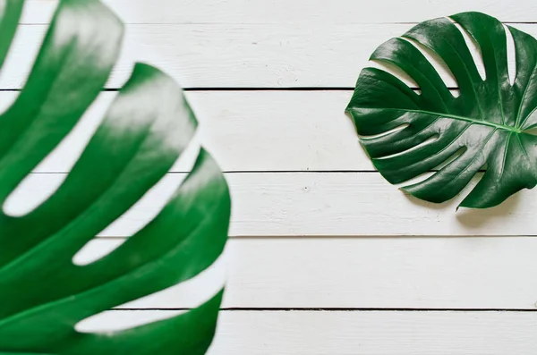 Due Foglie Tropicali Monstera Verde Telaio Sfondo Bianco Tavole Legno — Foto Stock