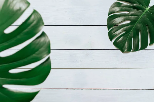 Два Зеленых Монстра Тропических Листьев Рамка Белом Деревянном Фоне Досок — стоковое фото