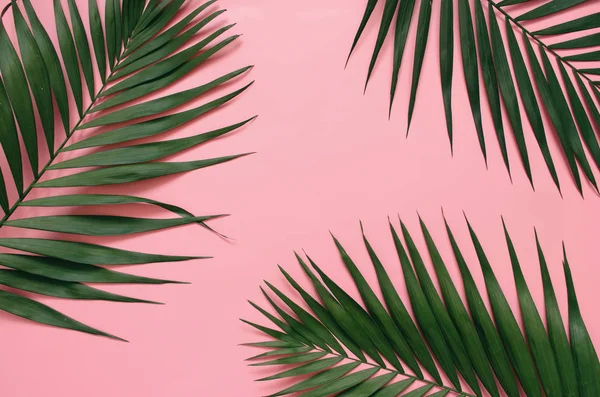 Tropikal hurma izole pastel pembe arka plan üzerinde kenarlık çerçeve bırakır. Metin, kopyalama, yazı için oda.