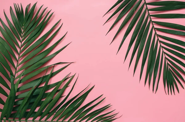 Palma Tropicale Lascia Cornice Bordo Isolato Sfondo Rosa Pastello Spazio — Foto Stock