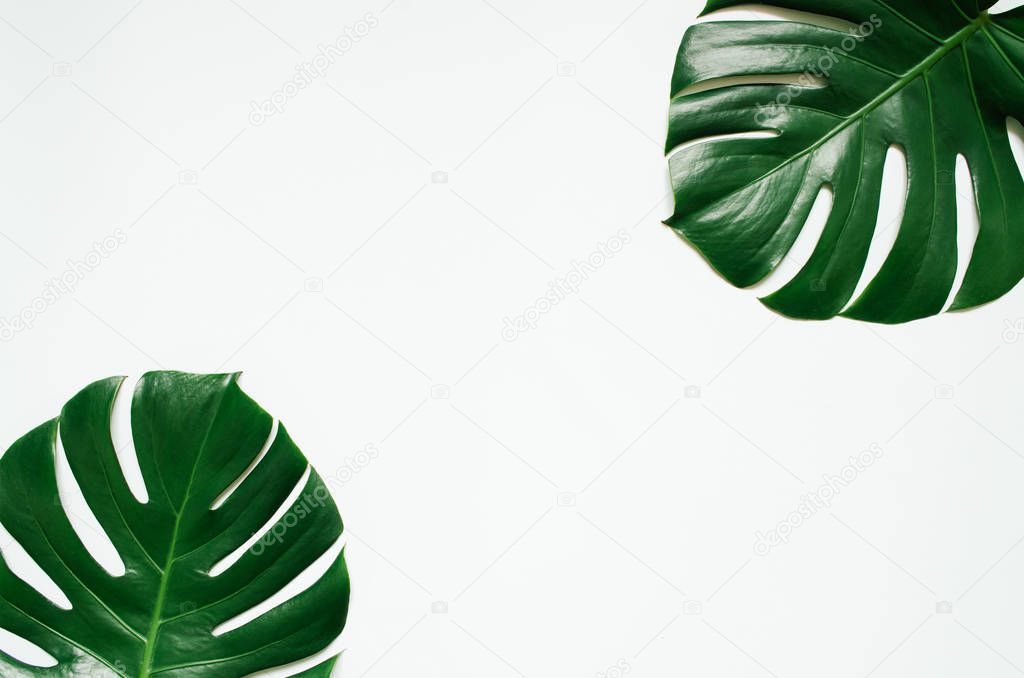 Two green monstera tropical leaves frame on white background. Empty space for copy, text, lettering.