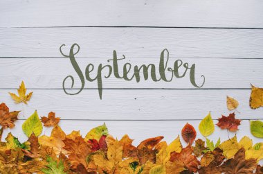 Eylül üzerinde renkli sonbahar kuru el yazısı modern hat kenarlık çerçeve beyaz boyalı rustik ahır ahşap boşlukları arka plan üzerinde bırakır. Yatay kartpostal.