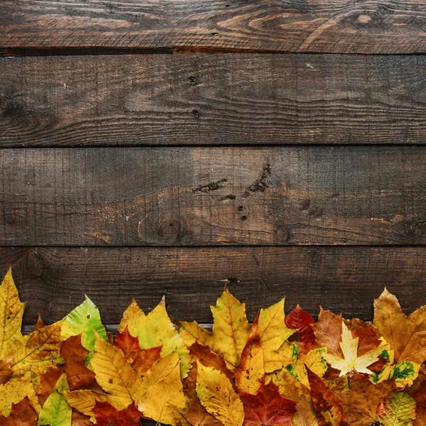 Sonbahar sarı kırmızı yeşil koyu kahverengi ahır ahşap plakalar arka plan üzerinde kenarlık çerçeve yapraklar. Kare kartpostal şablonu. Kopyalama, metin, yazı için boş alan.