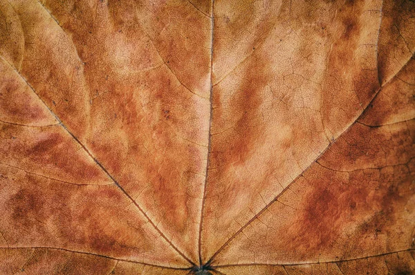 Orange Red Maple Leaf Detailní Makro Textury Pozadí Podzimní Šablona — Stock fotografie