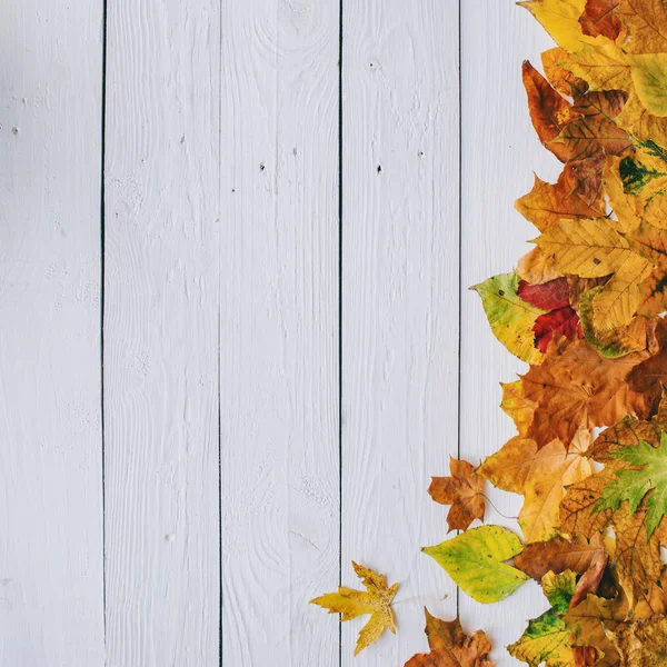 Renkli sonbahar kuru kenarlık çerçeve beyaz boyalı rustik ahır ahşap boşlukları arka plan üzerinde bırakır. Kopyalama, metin, yazı için boş alanı. Renkli sonbahar kuru kenarlık çerçeve beyaz boyalı rustik ahır ahşap boşlukları arka plan üzerinde bırakır. Kopyalama, metin için boş alan