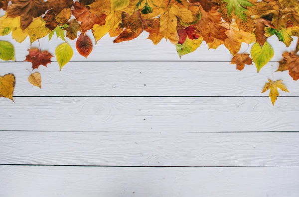 Kolorowe Jesienią Suche Liście Ramki Granicznej Białym Pomalowanym Rustykalnym Drewnie — Zdjęcie stockowe