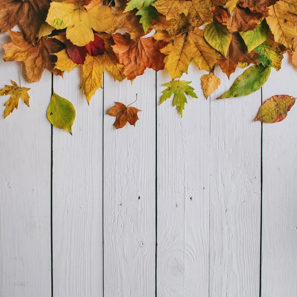 Automne Coloré Feuilles Sèches Bordure Cadre Sur Blanc Peint Rustique — Photo