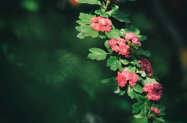 Güzel bahar ağaç dal pembe çiçeği makro portre. Alan derinliği. Tonlu film doğal vintage bir görünüm.