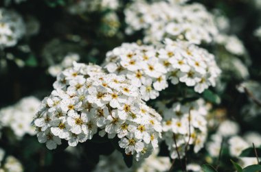 Güzel bahar bush beyaz çiçek açması makro closeup twig. Alan derinliği. Tonlu film doğal bir görünüm.