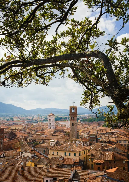 从吉尼吉塔顶经树枝的托雷德尔奥雷景观 意大利托斯卡纳卢卡 风景秀丽的城市全景如诗如画的旅游垂直明信片 — 图库照片