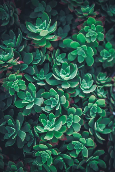 Dikke Groene Succulente Close Patroon Verticale Achtergrond Hipster Plant Bloemen — Stockfoto