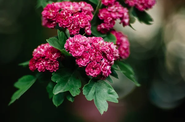 Güzel Bahar Ağaç Dal Pembe Çiçeği Makro Portre Alan Derinliği — Stok fotoğraf