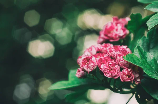 漂亮的春天树树枝粉红色的花朵宏观特写镜头 电影色调的自然复古外观 — 图库照片