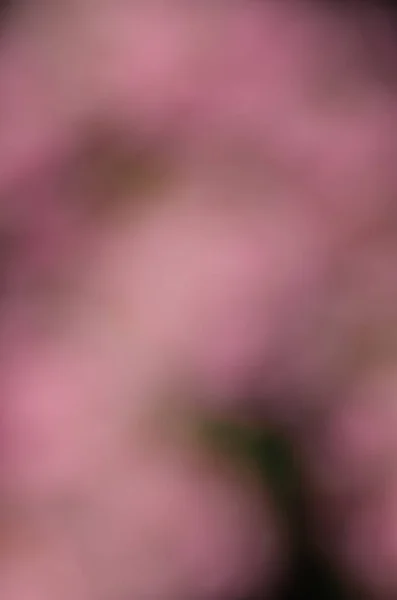 Обезжиренный Весенний Розовый Цветок Вертикальная Открытка Фон Поздравительной Открытки Пустое — стоковое фото