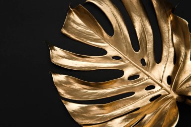 Karanlık derin siyah zemin üzerine altın metalik boya ile bir doğal parlak monstera yaprak sprey boyalı. Son moda yaratıcı modern yaz moda kavramı.