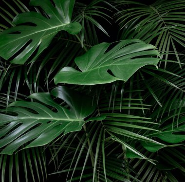 Tropikal yağmur ormanlarında gece. Monstera ve palmiye yaprakları orman desen. Taze yeşil doğal çevre kavramı.