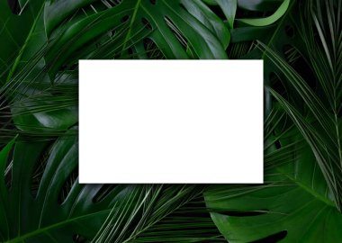 Tropikal palmiye, monstera düzen doku bırakır. Yağmur ormanları closeup düz yatıyordu doku. Beyaz kart kopya alanı, metin için yer.