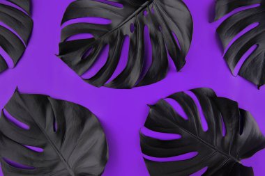 Artisticly ultra violet, proton mor renkli parlak arka plan düzenlenmiş tropik monstera yaprakları siyah sprey boyalı. Yaz club gece hayatı düz yaratıcı kavramı yatıyordu. Metin için yer.