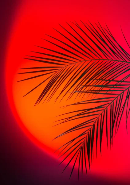 Disposizione Creativa Foglie Palma Tropicale Retroilluminato Con Luce Rossa Arancione — Foto Stock