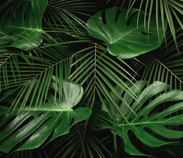 Night in tropical rainforest. Monstera and palm leaves covered with rain drops jungle pattern. Fresh green natural eco concept.