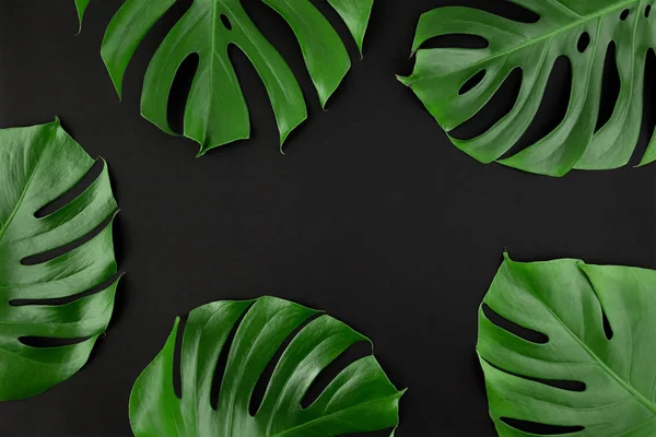 Fresco Verde Monstera Lascia Cornice Bordo Layout Creativo Sfondo Carta — Foto Stock