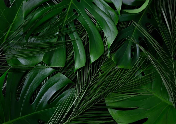 Tropical palm, monstera leaves layout texture. Rainforest closeup flat lay texture.