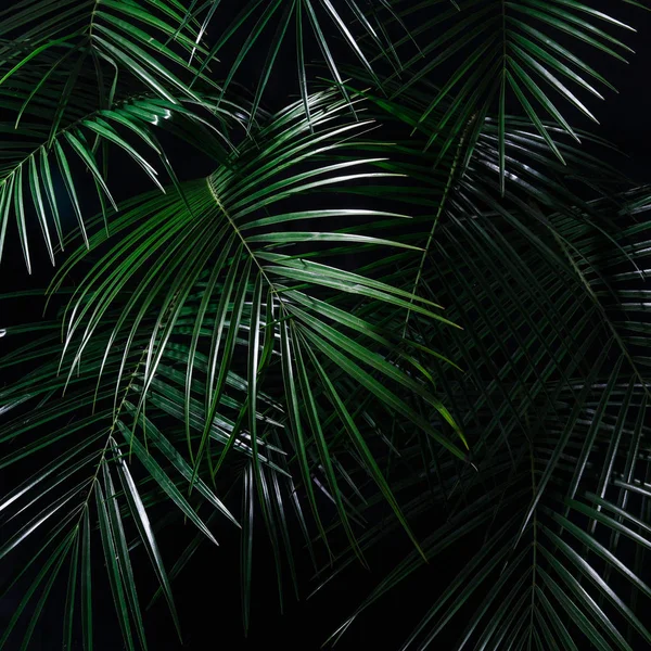 Overnachting Het Tropisch Regenwoud Palm Bladeren Jungle Patroon Verse Groene — Stockfoto