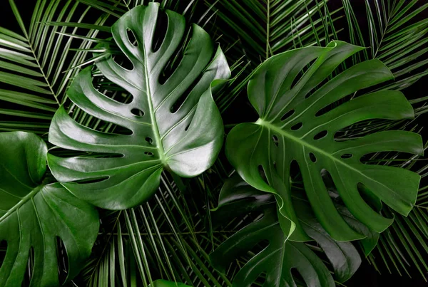 Night in tropical rainforest. Monstera and palm leaves jungle pattern. Fresh green natural eco concept.