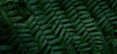 Koyu yeşil eğreltiotu dalları deseni