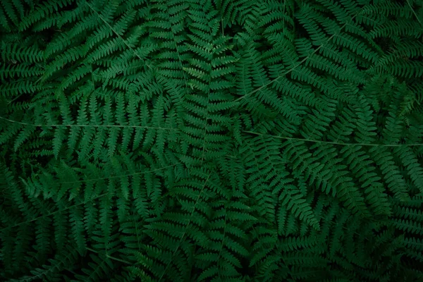 Textura de ramas de helecho verde oscuro — Foto de Stock