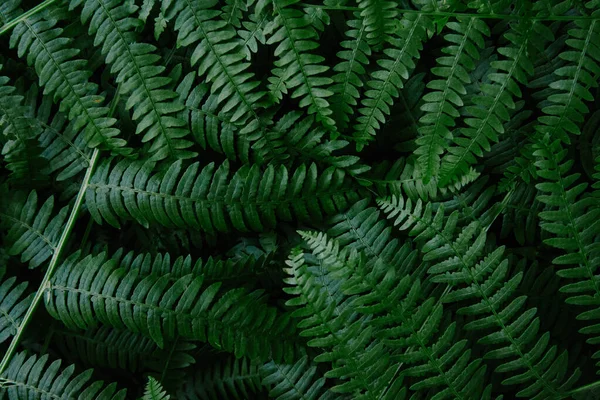 Tmavě zelená kapradina větve textury — Stock fotografie
