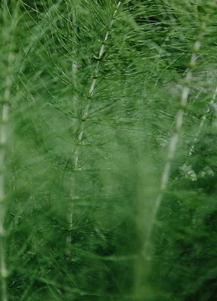 Natural horsetail herb background — Stock Image Natural horsetail herb background Stock Picture