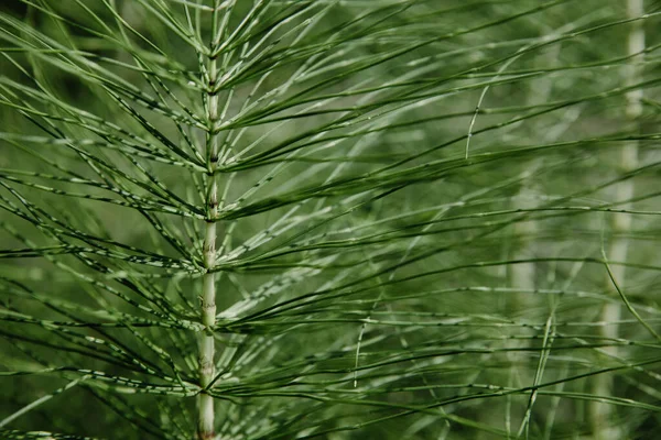 Green macro plant closeup — Stock Image Green macro plant closeup Stock Image