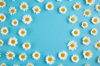 Papatya çiçekleri pastel mavi arka planda yuvarlak bir çerçeveye dizilmiş. Fotokopi alanı olan düz çiçek deseni.