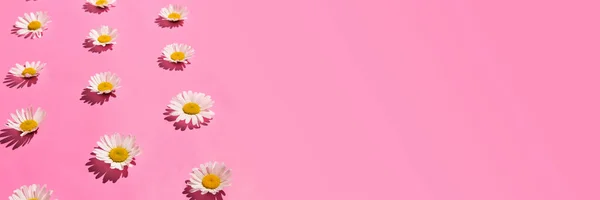 Floral border frame of many chamomile flowers on abstract pastel pink background. Copy space. Isometric view with hard light.