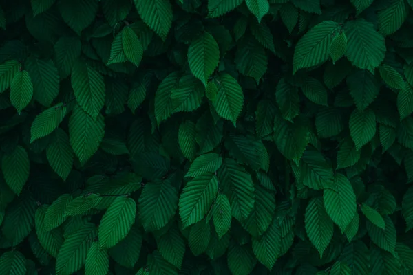 Mörkgrön Färska Naturliga Blad Bakgrund Konsistens — Stockfoto