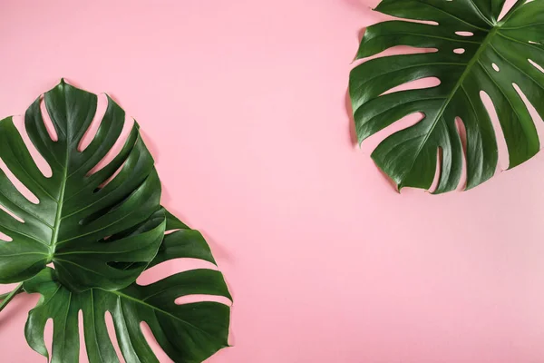 Folhas Palma Tropicais Fundo Rosa Pastel Abstrato — Fotografia de Stock