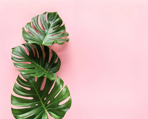 Composizione Floreale Creativa Foglie Monstera Sfondo Rosa Pastello Con Spazio — Foto Stock