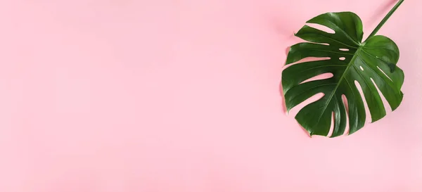 Singola Foglia Monstera Ampio Sfondo Rosa Pastello Vuoto Isolato Spazio — Foto Stock